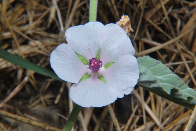 Althaea officinalis / Altea comune